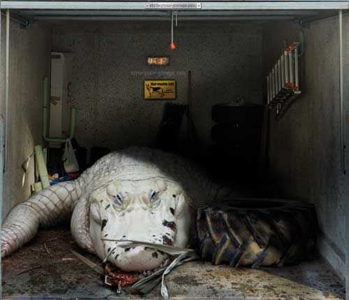 sticker porte de garage: un alligator blanc géant dans un garage