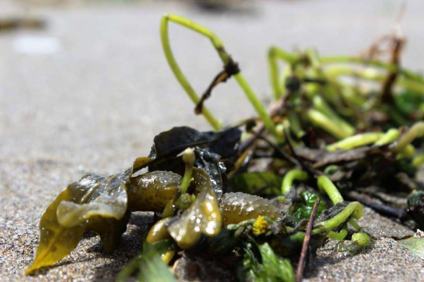 Ecomateriaux : des micro-algues pour remplacer le bitume pétrolier ?
